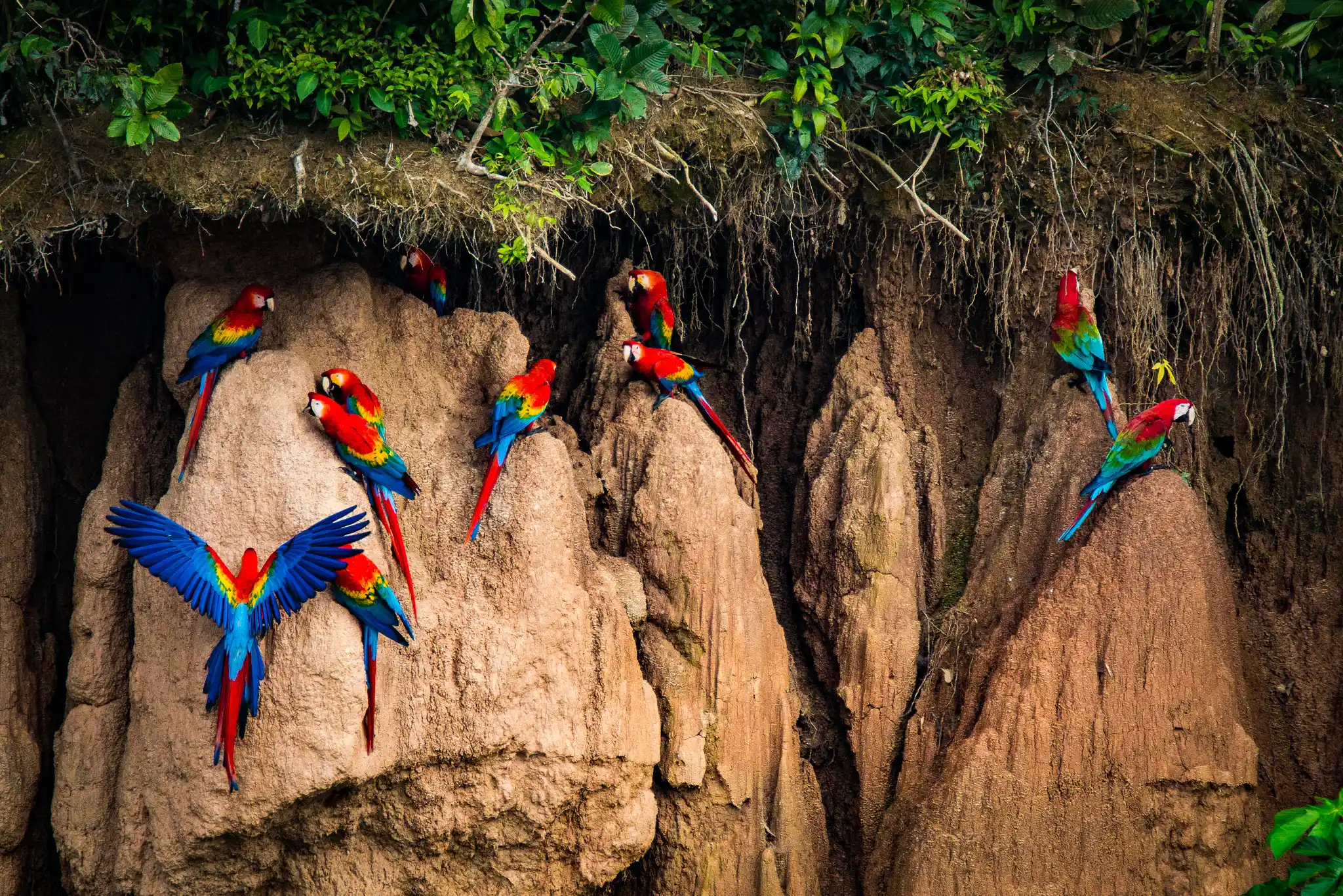 Tambopata – Lago Sandoval & Aventura